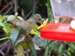 Naturaleza &raquo; Vida Silvestre